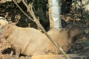 动物世界的喜怒哀乐（以喜怒哀乐为主题的动物行为研究）