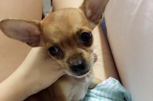 吉娃娃太凶怎么办？！（教你如何正确处理宠物不听话问题）