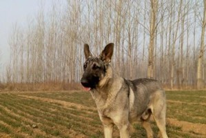 狼青犬饲养指南（全面了解狼青犬饲养知识，让你成为专业狗主人）