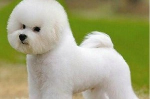 晚年比熊犬的全面护理指南（如何让你的比熊犬在晚年健康快乐地生活）