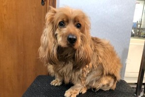 可卡犬（迷人品质和无可比拟的魅力，你真的能抵挡吗？）