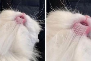 宠物猫繁殖的注意事项（保证猫咪健康和安全的关键细节）