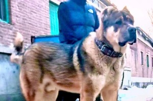中亚犬的成长之旅（探索中亚犬从小到大的成长特点与需求）