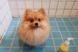 了解博美犬的发育时间表（详解博美犬从出生到成年的生长过程）