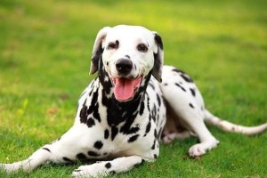 宠物狗价格排名（探寻中、小型宠物犬的市场价格）