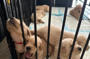养一只金毛犬的月度花费及注意事项（金毛犬花费分析与注意事项）