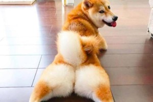 小狗肛门下侧解析——了解犬科肛门构造与生理特点（从解剖结构到排泄功能，揭秘小狗肛门下侧的奥秘）