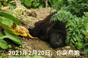 为什么有些人不喜欢狗（探究不喜欢狗的原因及解决方法）