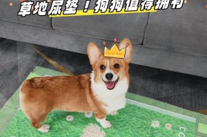小狗为什么到处撒尿？（探究小狗乱撒尿的原因与解决方法）