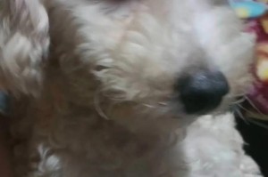 探寻比熊年龄的奥秘（如何准确判断比熊的年龄？）