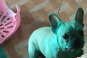 法国斗牛犬（揭秘法国斗牛犬高价背后的六大原因）