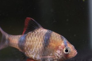 虎皮鱼的饲养方法详解（了解虎皮鱼如何饲养，让您轻松成为养鱼达人）
