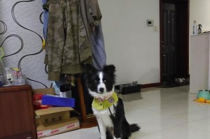 为什么不养边牧？（探讨边牧养育的挑战与问题）