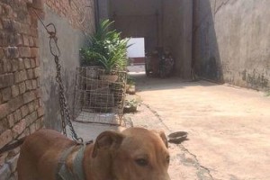 比特犬训练指南（以宠物为主，从几个月开始训练，建立良好行为习惯）