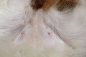 狗刚怀孕的症状（了解狗狗怀孕前的表现及相关注意事项）