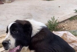 山东顶尖犬舍推荐（挑选高品质犬只，从选择到养护全程指导，让您买得安心养得放心）