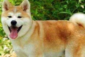 如何科学饲养秋田犬（秋田犬的喂养、训练、健康问题及解决方法）