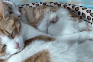 猫为什么喜欢抓人脸？（探寻猫咪天性中的奥秘）