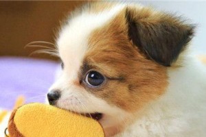 如何避免养狗后难闻的味道？（小心狗狗身上的气味，让生活更舒适）