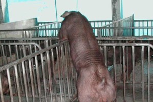 中美毛臀刺鼠的饲养指南（以宠物为主，打造健康快乐的生活伴侣）