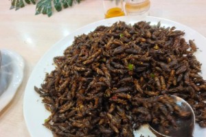病后土狗的饮食建议（为你的土狗提供营养均衡的饮食，让它尽快康复）