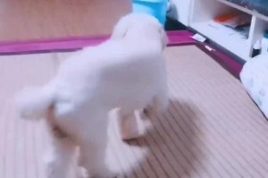 饲养金毛的注意事项（细心照顾，让金毛健康快乐）