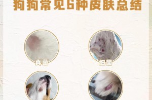 治疗狗狗皮肤病的最佳药物选择（以45天为期，为你的狗狗选择最有效的药物治疗）