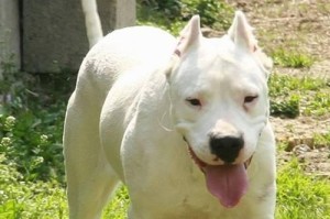 寻找合适的价格区间购买猎犬（猎犬的价格指南）