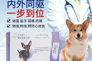 金毛跳蚤治疗详解，让你的毛孩重获干净和舒适（金毛跳蚤治疗详解，让你的毛孩重获干净和舒适）