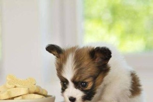 训练蝴蝶犬定点大小便的技巧（让你的宠物有好习惯）