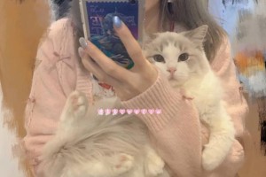 探究小猫KC的意义与作用（了解KC注册的重要性及其对小猫的影响）