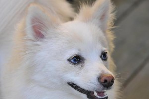 如何解决博美犬食欲不佳的问题（从饮食、环境、健康三方面入手，提高博美犬的食欲）