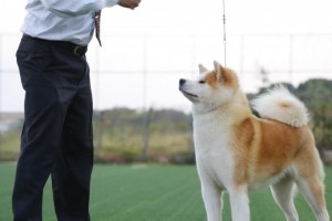 秋田犬养育之难（探寻秋田犬鲜少被人养的原因及其缺点）