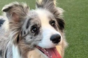 探索边境牧羊犬的智慧与忠诚（边境牧羊犬——智慧与忠诚的典范）