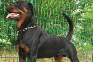 以罗威纳犬需要断尾吗？（探讨以罗威纳犬断尾是否必要）
