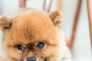 博美犬流鼻涕处理方法详解（从饮食到治疗，一步一步教你应对这个问题）