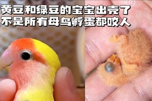 被鹦鹉咬了的预兆（揭示鹦鹉咬人背后的预示信号以及有效解决方法）