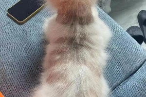 博美犬不再长毛了怎么办？促进毛发生长的方法（让你的博美犬重新拥有浓密的毛发）