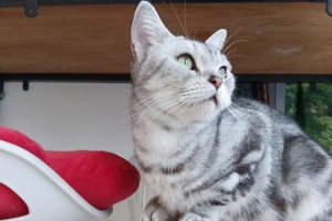 如何养护一只健康的美国短毛猫（宠物爱好者必看！学会正确饲养美国短毛猫的方法）