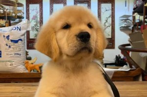 金毛幼崽出窝时间的变化规律（金毛幼崽出窝时间与成长发育的关系）