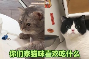 关于猫的饮食与颜色的探讨（了解猫咪的饮食偏好与营养需求）