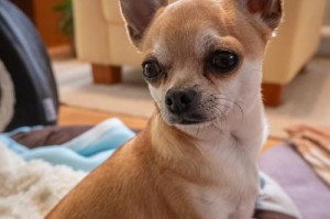 以鹿犬为主题的小狗配种（了解以鹿犬及其适合的小狗种类）