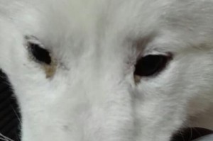 萨摩耶的鼻子为什么干燥？（探究萨摩耶鼻子干燥的原因及应对方法）