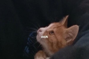 狗狗为什么会频繁擤鼻子？（探究狗狗擤鼻子的原因和处理方法）