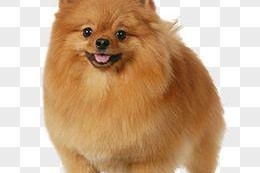 影响博美犬价格的因素及其漂浮不定的（探讨博美犬价格波动的原因和趋势）