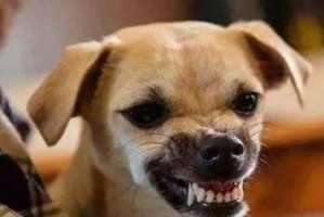 狂犬病在不同时期的表现（了解宠物狂犬病的症状和预防措施）