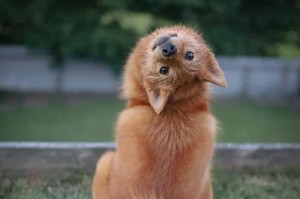 芬兰狐狸犬的饲养方法（打造幸福宠物生活，让芬兰狐狸犬成为你的最佳伙伴）