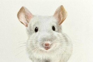 如何挑选适合自己的龙猫（快速了解龙猫挑选要点，让你轻松选到心仪的宠物）