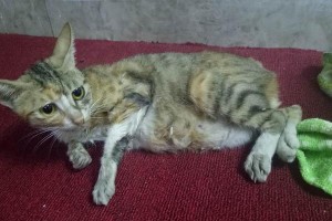 猫咪腹胀，该如何应对？（猫咪腹胀的原因和解决方法详解）