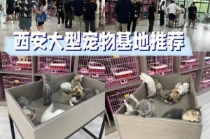 买金毛，了解一下这个网站！（购买可靠的金毛犬，尽在这个专业网站！）